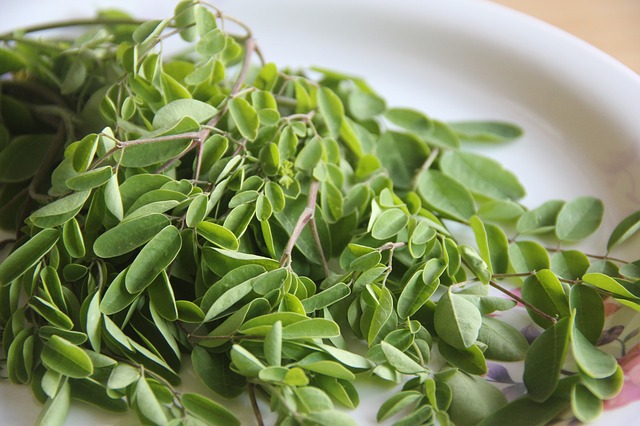 Contraindicaciones de la moringa