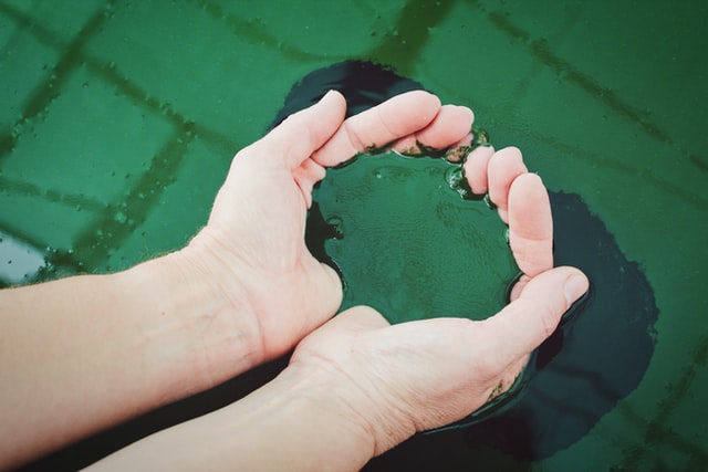contraindicaciones de la espirulina