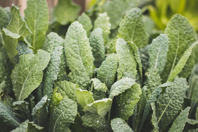 Beneficios del Kale