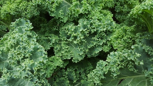 Kale: beneficios y contraindicaciones