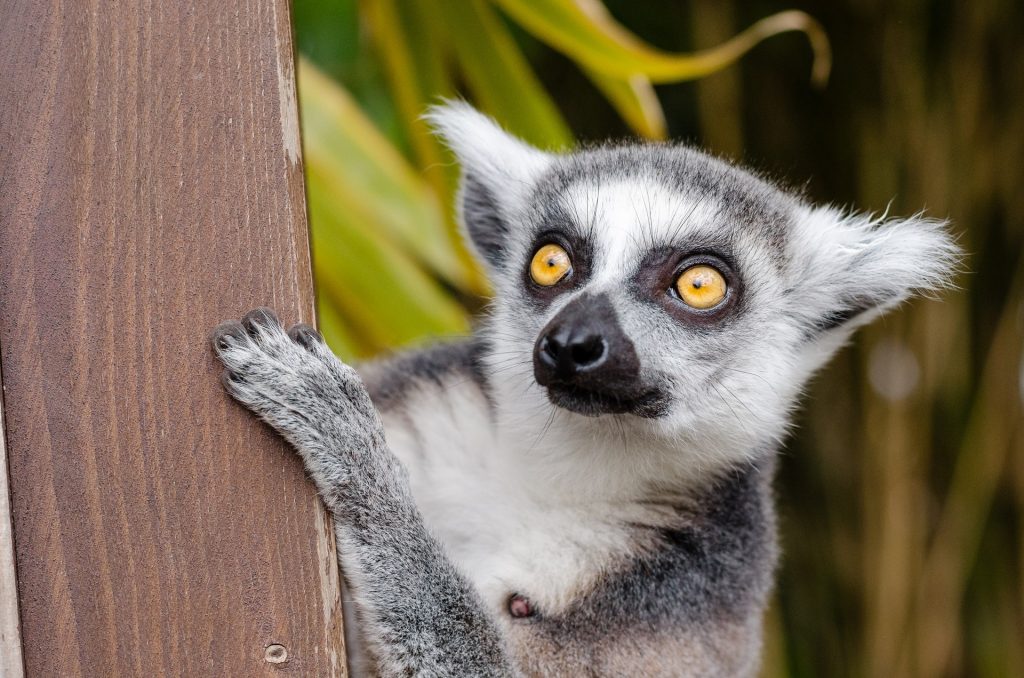 mejor época para viajar a Madagascar