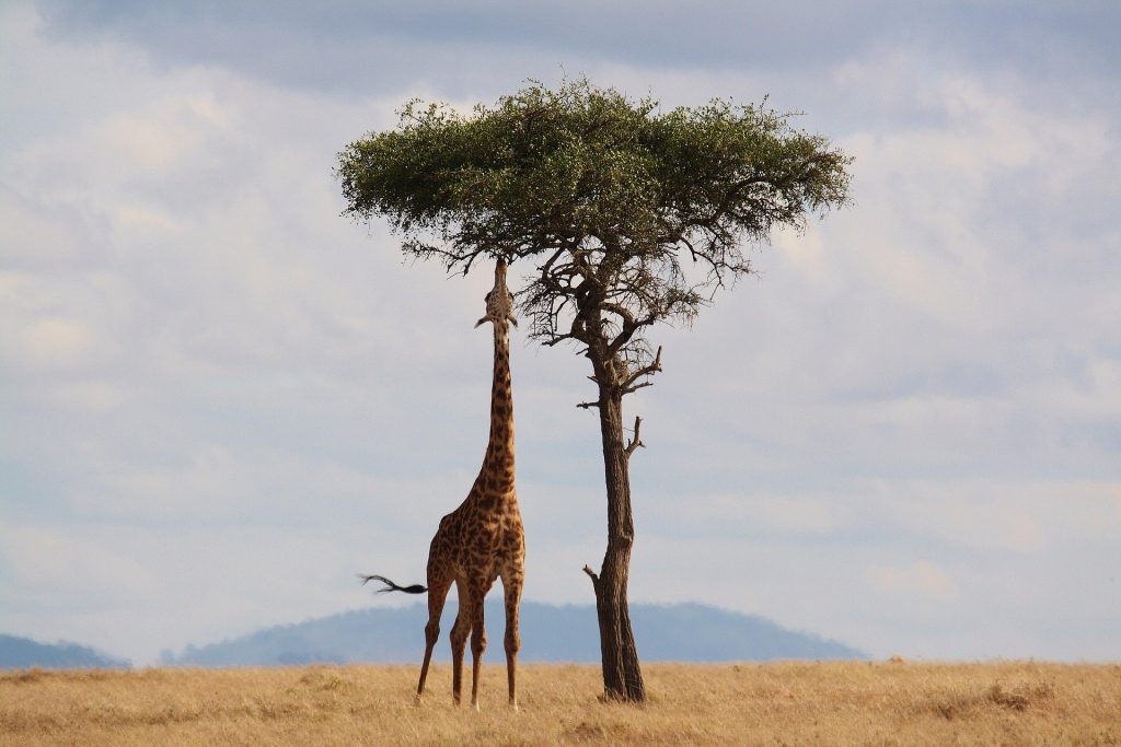 mejor época para viajar a Kenia