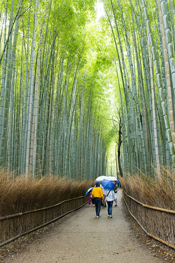 Bosque Arashiyama